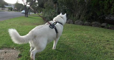 Guinea Pigs saying Wheek at a Husky going walkies
