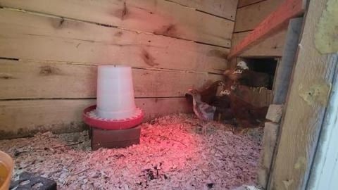Our chicks in our farm on their new home