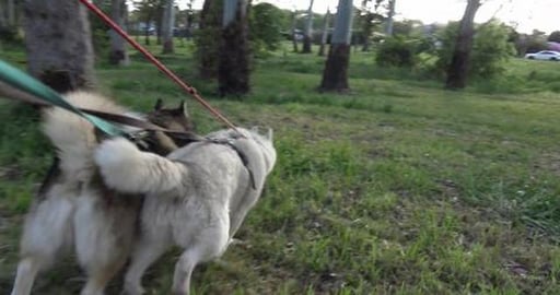 Easy way to tire out Malamutes & Husky's, meet lots of do...