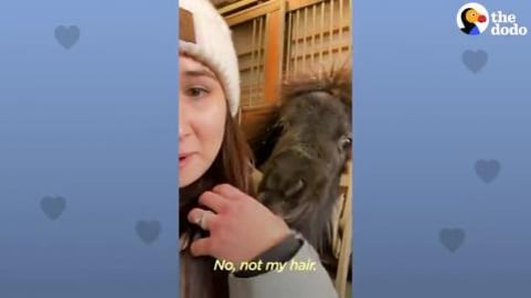 Mini Pony Has The Cutest Way Of Asking For Pets _ The Dod...