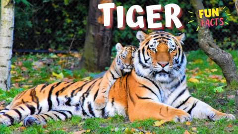 Majestic Tiger | Fun Facts
