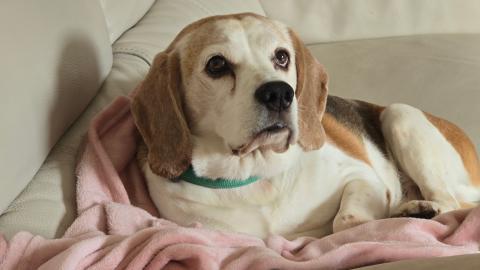 Funny Facts About Beagles part 3