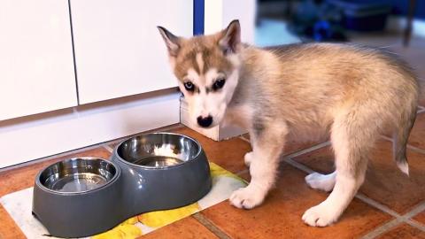 Hungry Husky Puppy | Funny Puppy Video 