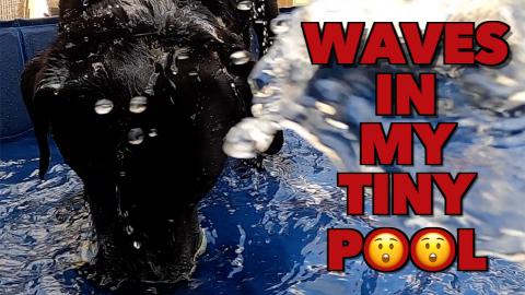 Percy the Labrador in his Pool at Grandmas