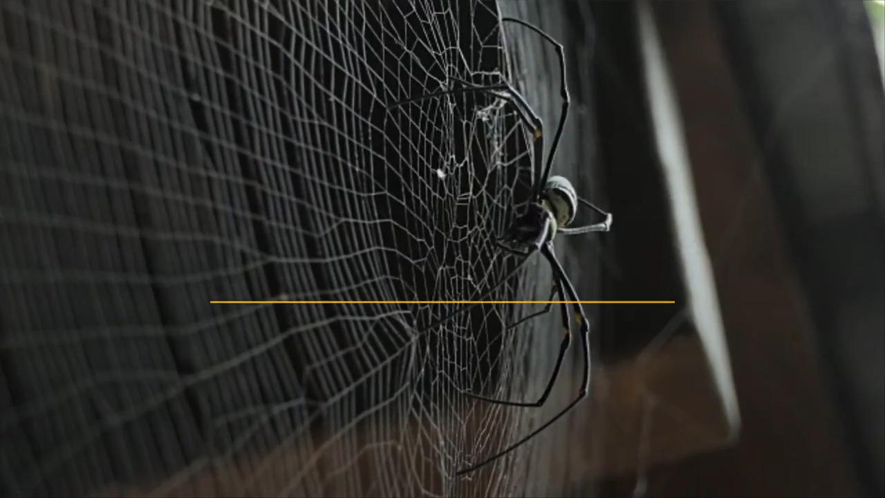 How to keep spiders out of your house, repel spiders in home TriCity