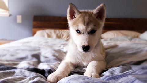 Husky Puppy Wrestling on the Bed | Funny Puppy Video 