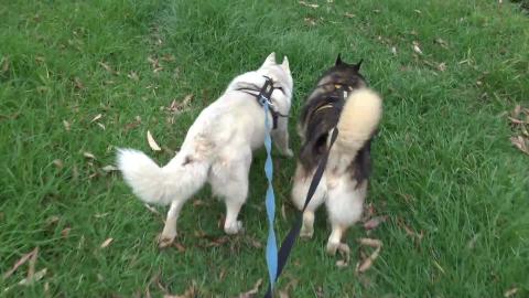 Lots of sniffing and poor Magpie