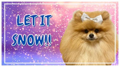 Pomeranian Chloe Playing in Snow