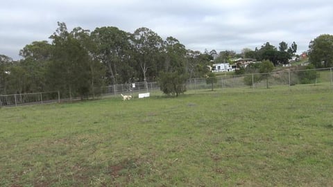 Two lonely huskies at the dog park
