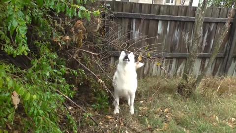 Malamute and Husky find Possum