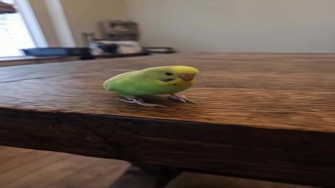 The kung fu parrot 