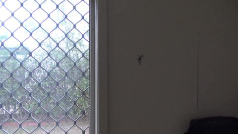 Spider friend, what does a Husky & Malamute think