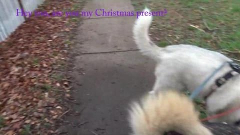 Malamute & Husky enjoying Christmas presents & cards