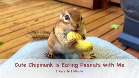 Cute Chipmunk is Eating Peanuts with Me (shorts)