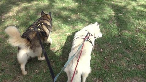 Husky visiting time, 2 Golden Retreievers & Tikaani's boy...