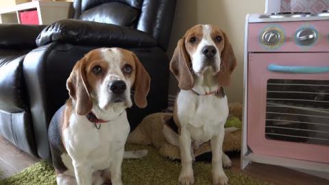 Who Did This Mess? - Funny Dog snitches on Guilty Puppy