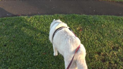 Cat caught sunbaking and wants to play with Husky