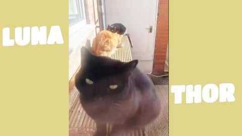 Black and Ginger gang (kittens)