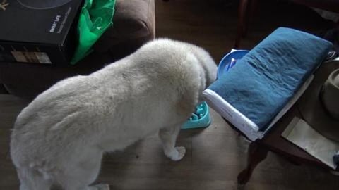 Trying a new dogfood, grain free