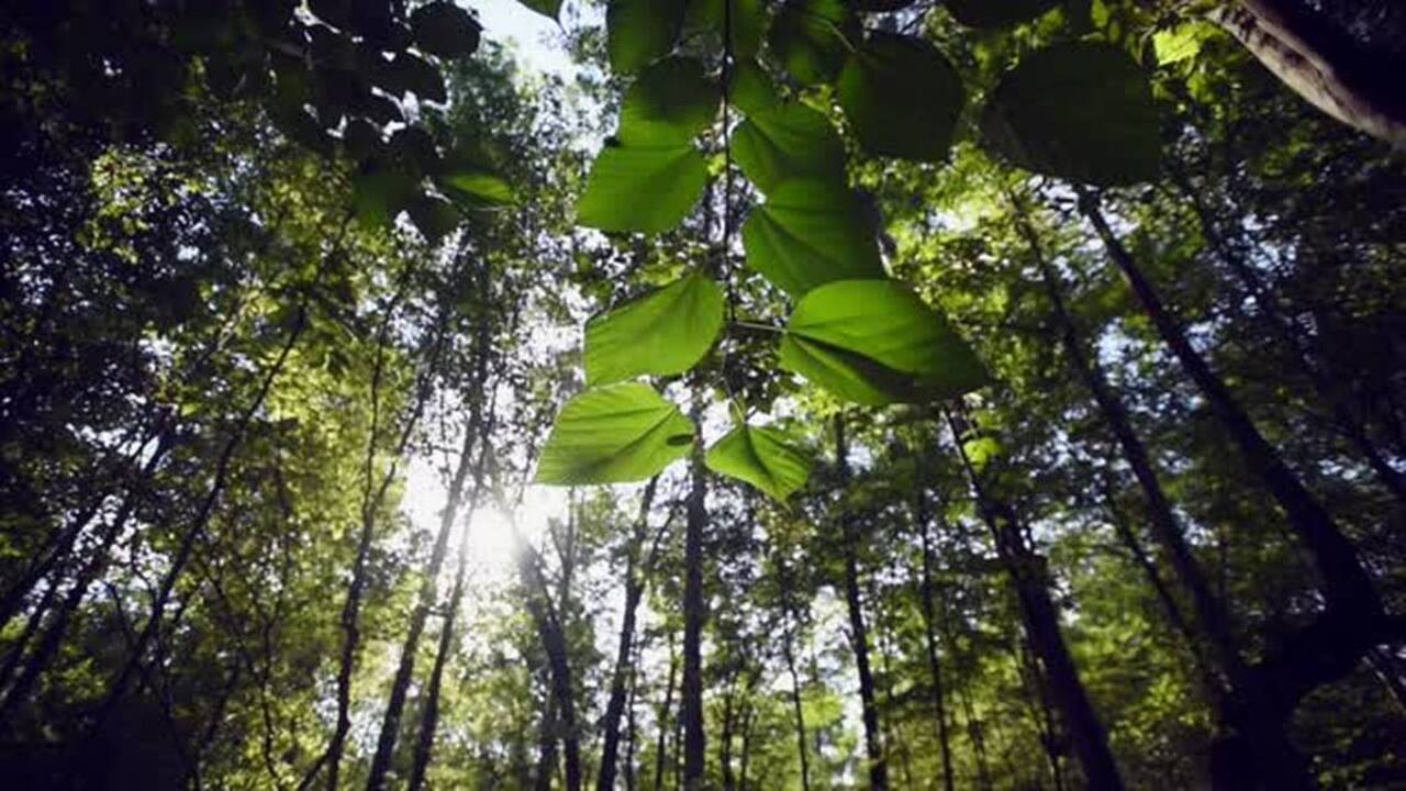 Charlotte trees important Charlotte Observer