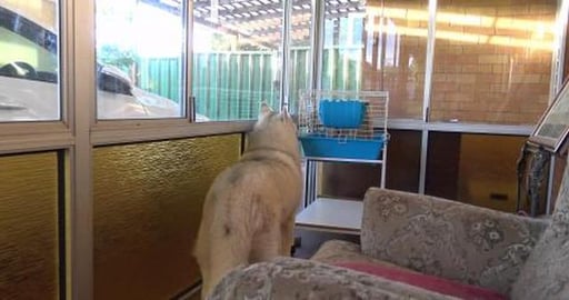 Wild Guinea Pig gets attention from a Husky