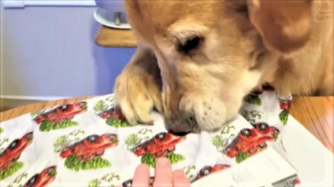 Funny Golden Retriever Dog Helps Me Wrap A Present????