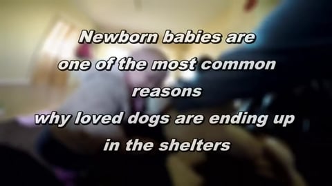 It's Never Too Late to Train Dogs to Get Along with Babie...