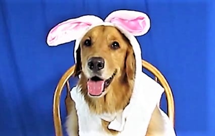 Funny Halloween Dog Costume Party!