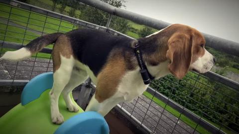 Unboxing and Testing POD GPS Tracker for Pets