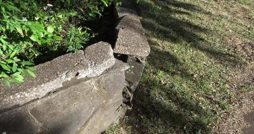 Golden Retriever gets some love & Husky found Possum tree...
