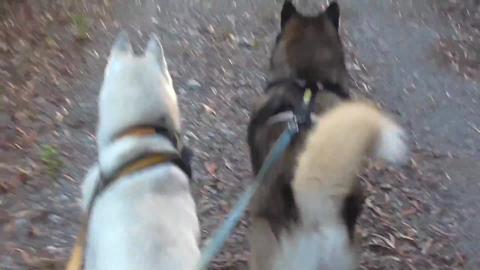 Huskies find a spring and dip their toes