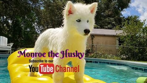 Malamute & Husky Puppy Howling While Floating In Her Pool...