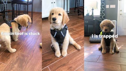 My Puppy Wears a Harness for the First Time!