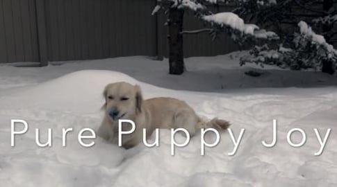 Another Big Snow Day for Lola.... Pure Puppy Joy. Merry C...