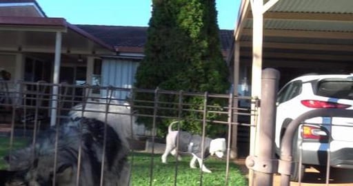 Shaved Samoyed, Malamute hugs and garbage bins