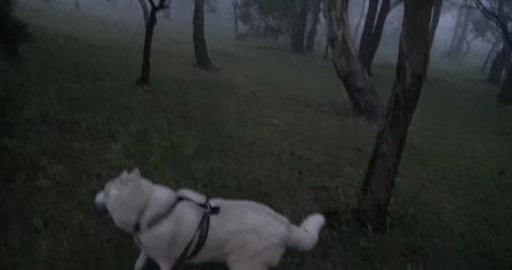 We walked through the park one tree at a time