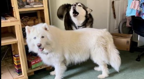 Huskies Owner Heartlessly Denies Them PopTarts