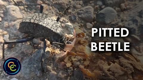 A very hungry pitted beetle in the desert