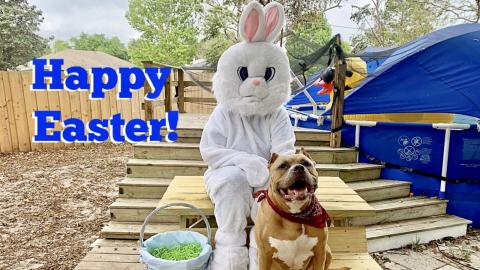 Pitbull Meets The Easter Bunny