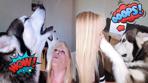 Howling With My Malamute & Husky Dogs 