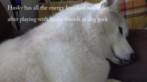 Tired husky, using the next day too recover