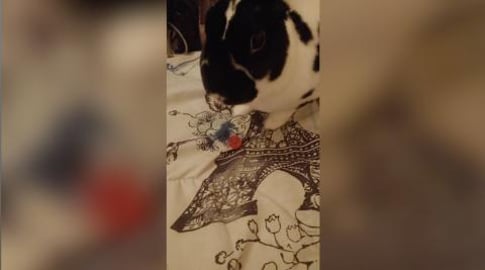 Bunny Steals Gummies From Human