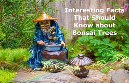 *BONASAI PLANTS HISTORY || INTERESTING FACTS || BY BB CHE...