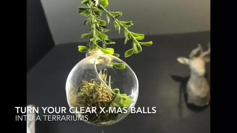 DIY Turn An Old Christmas Ball Into Terrarium!