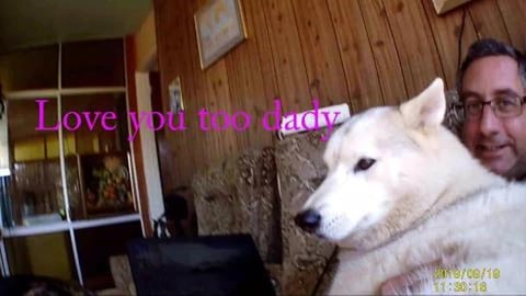 Husky lapdog wants to learn to use the computer