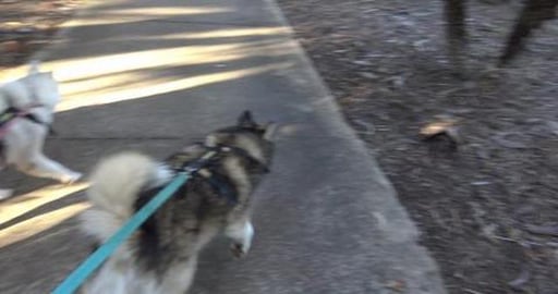 Wolf's walk down to West Creek