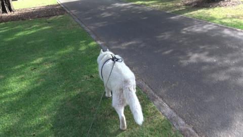 Husky sniffing around Toowoomba Botanical Gardens