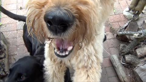 Percy The Labrador & Belle the Labradoodle on a Play Date...