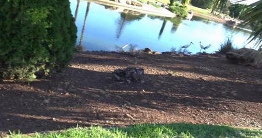 Visit to petshop to weigh Tikaani & meet Mia