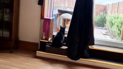 Kitten Luna and Kitten Elvis face to face!!!